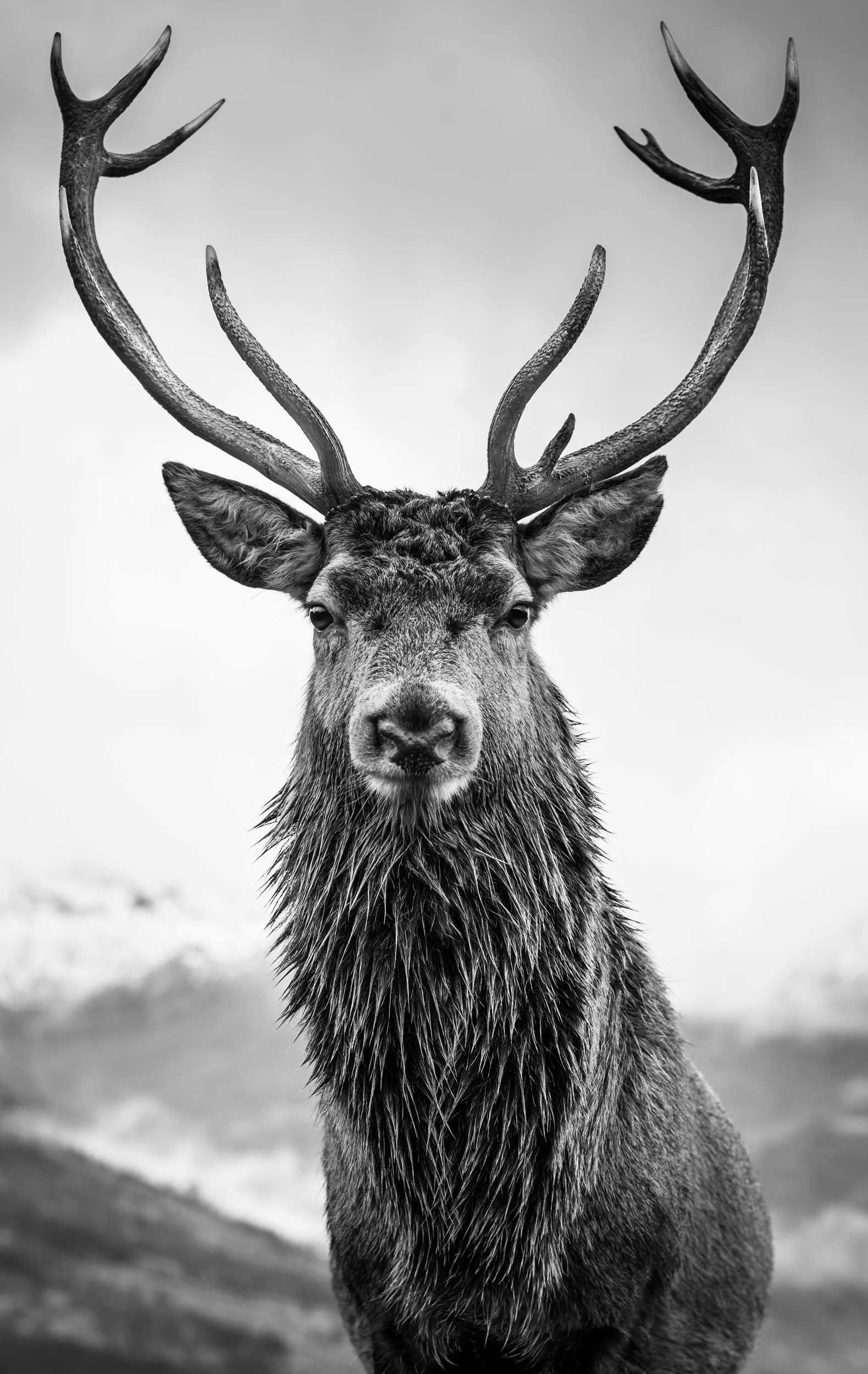 The Stag by Utah Print Vault