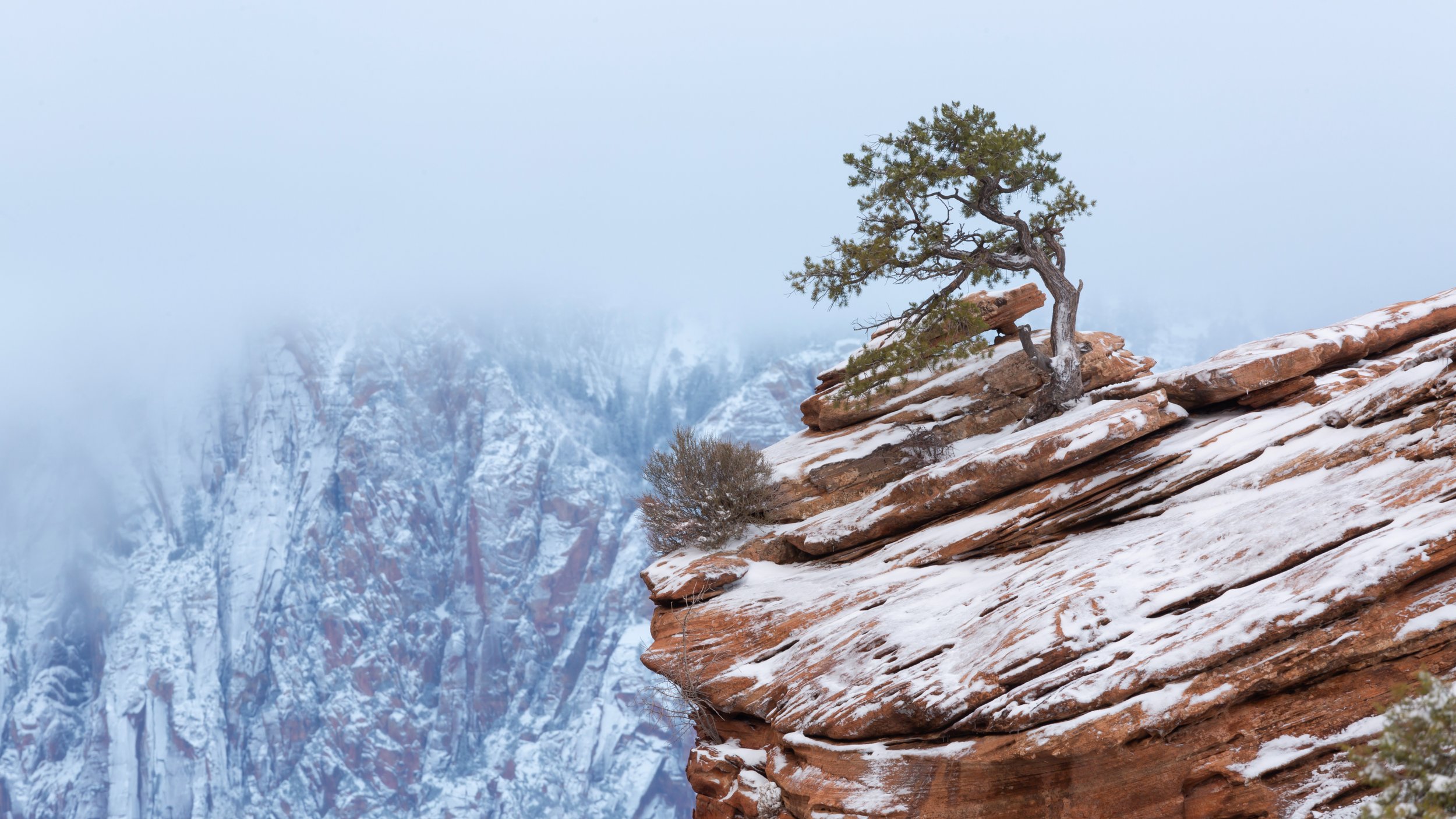 LONE TREE by Utah Print Vault