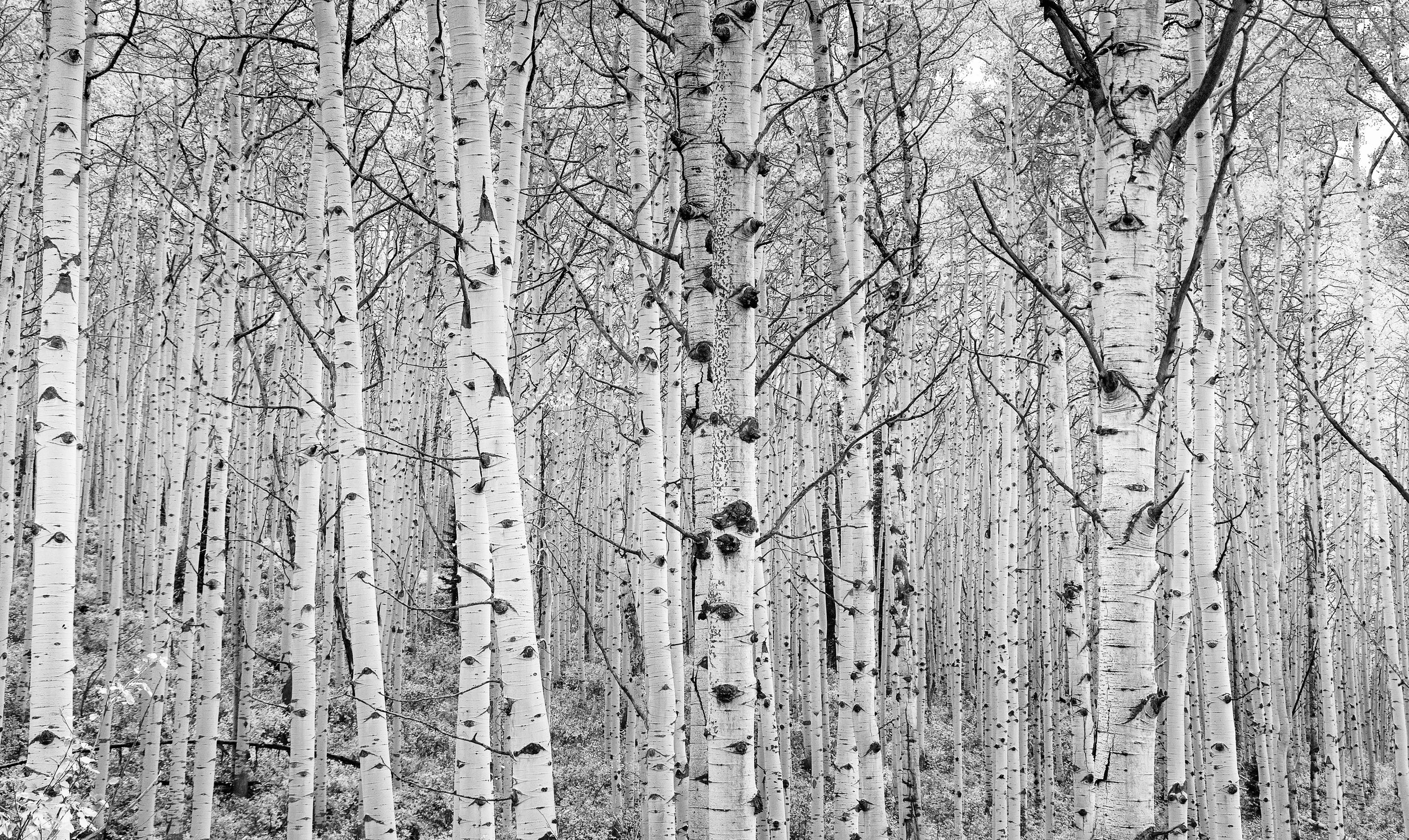Mono by Utah Print Vault