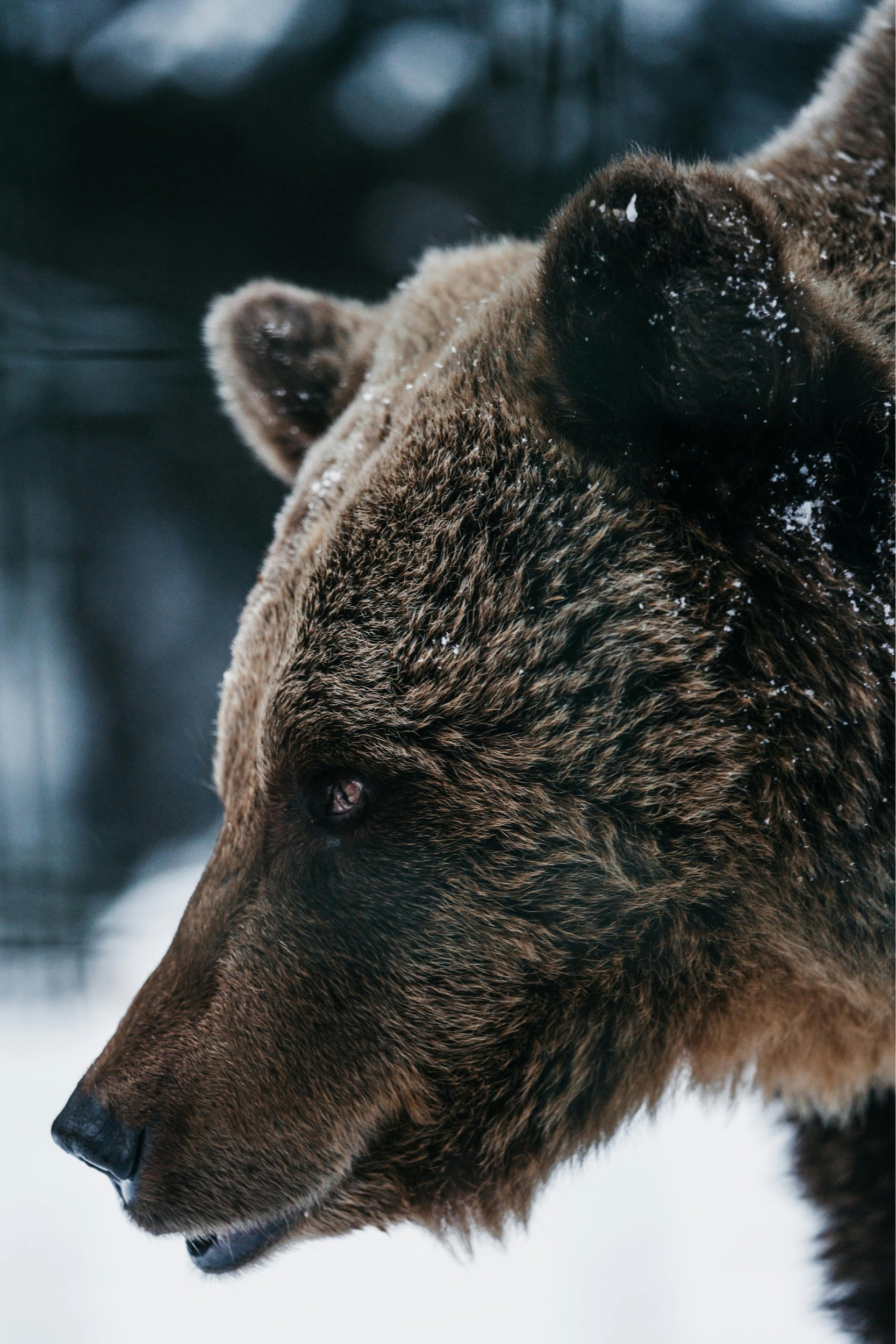 Mother Bear by Utah Print Vault