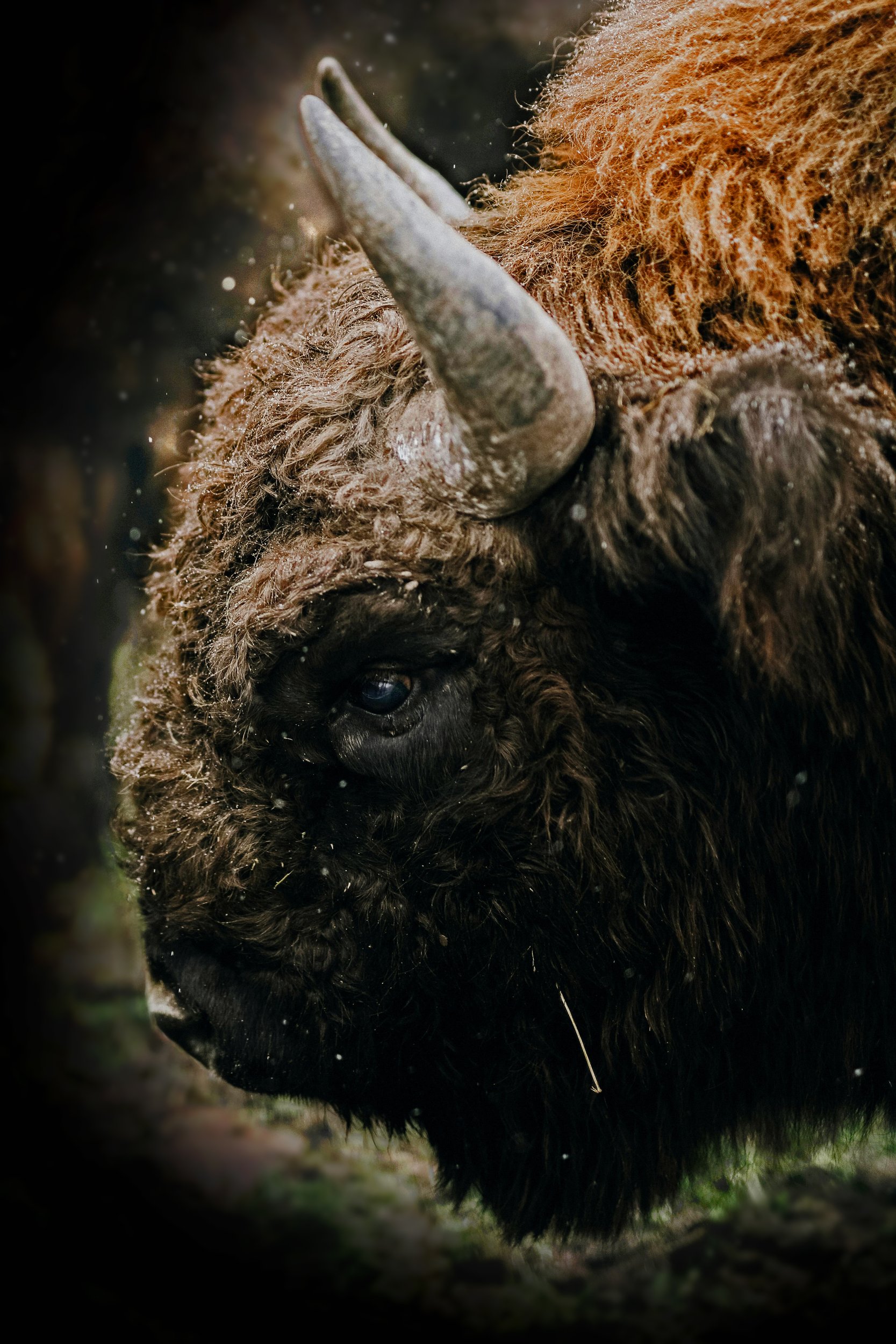 Buffalo by Utah Print Vault