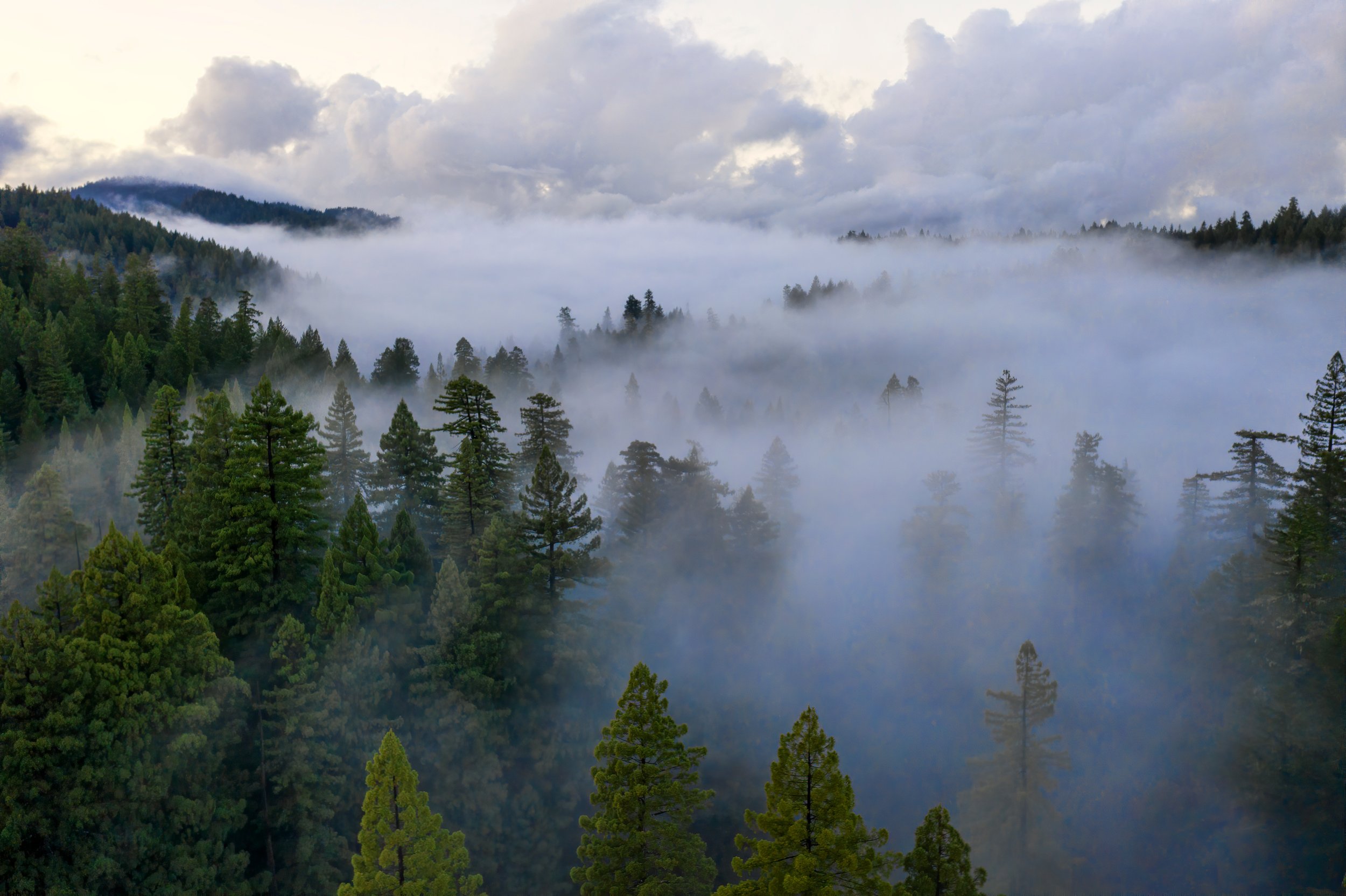 the Mist by Utah Print Vault