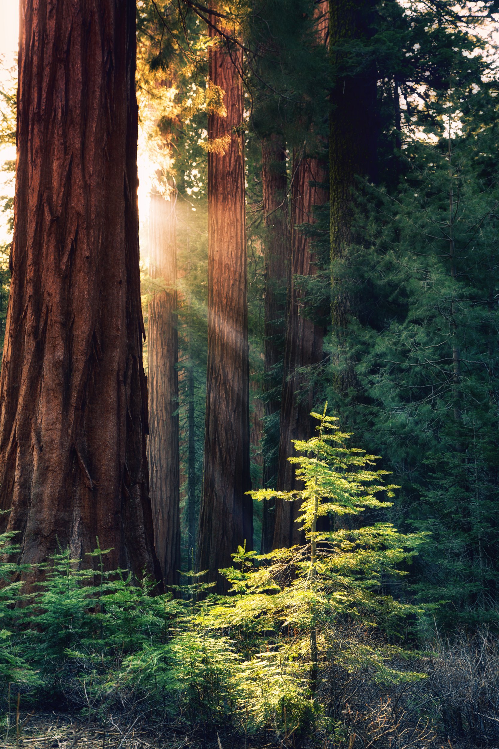 See the Light by Utah Print Vault
