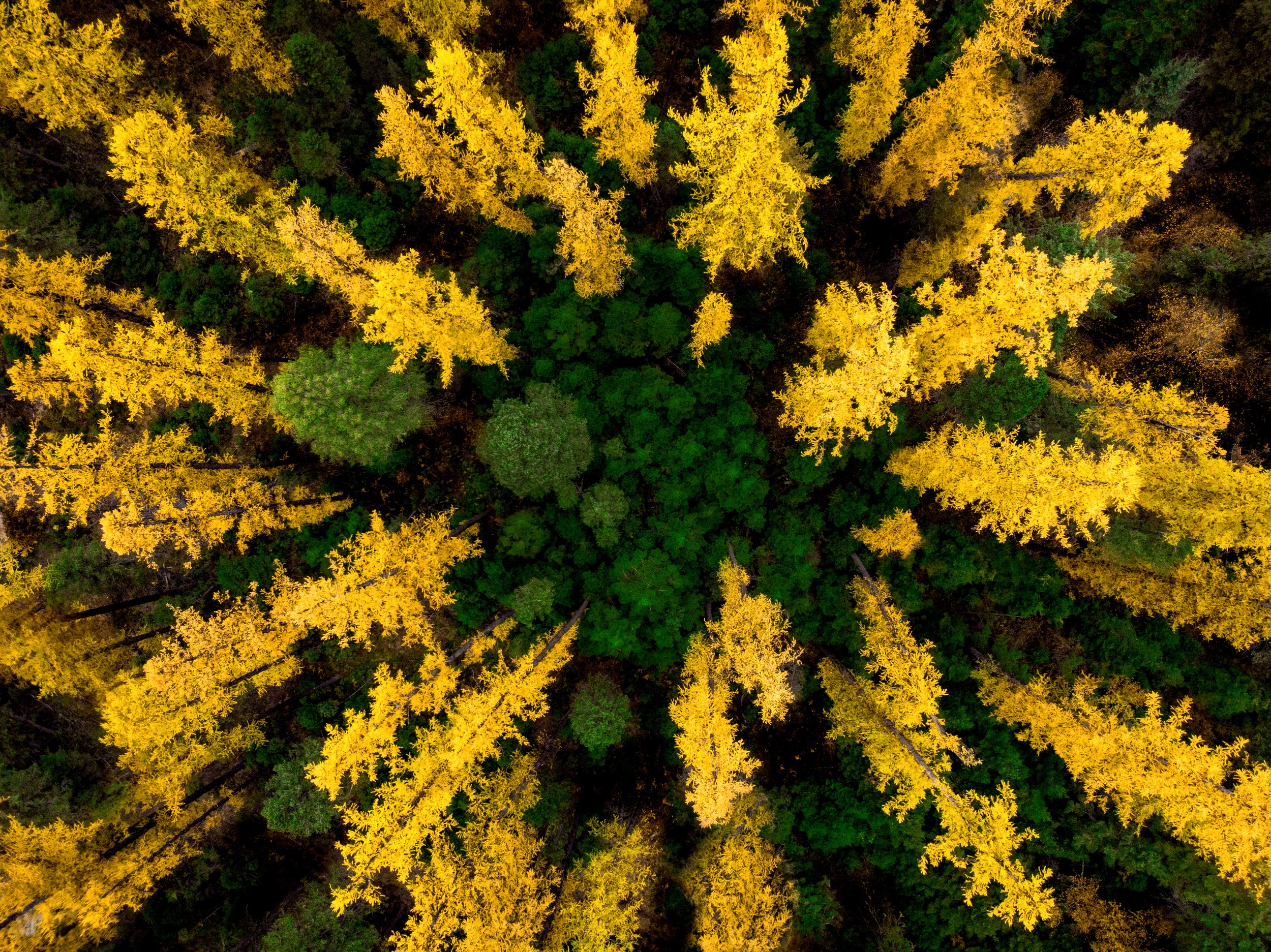 Fall into it by Utah Print Vault