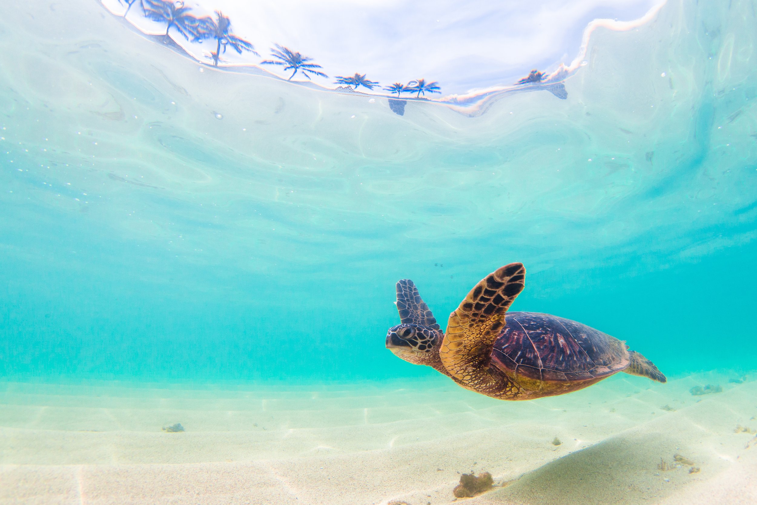 Turtle Turtle by Utah Print Vault