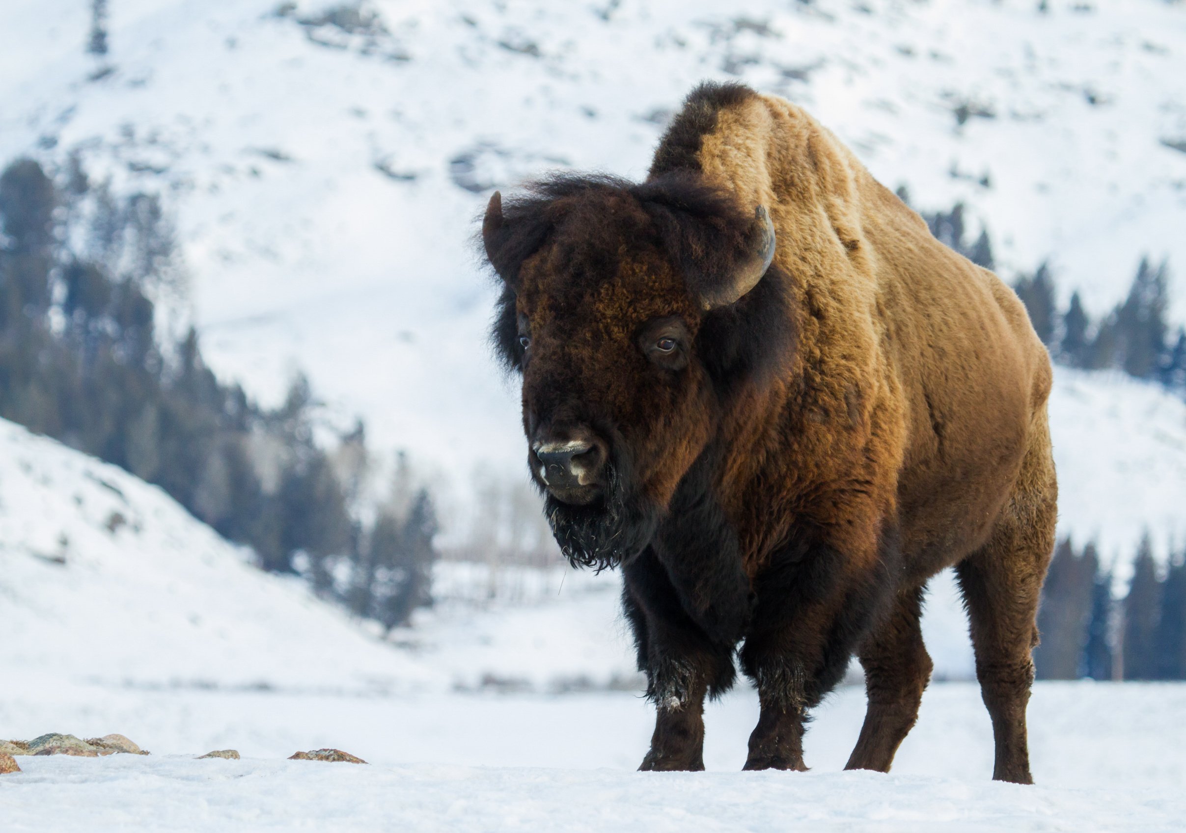 Be the Bison by Utah Print Vault